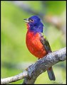 _4SB6523 painted bunting